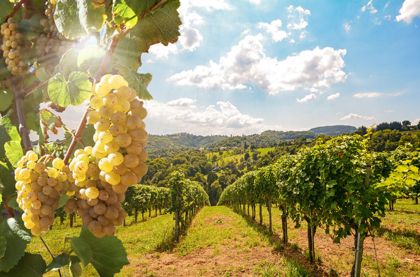 Ruta del Vino y Cruce Andino